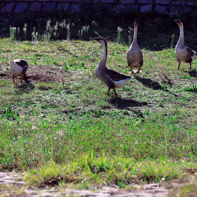 Yaramaz 7 kaza sürgün cezası