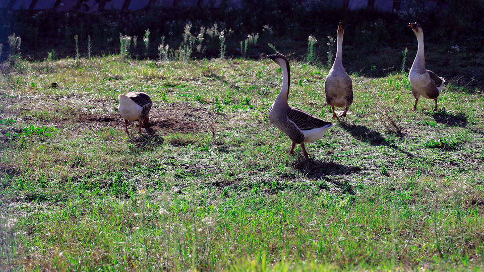 Yaramaz 7 kaza sürgün cezası