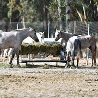Ruam hastalığı insanlara bulaşır mı?