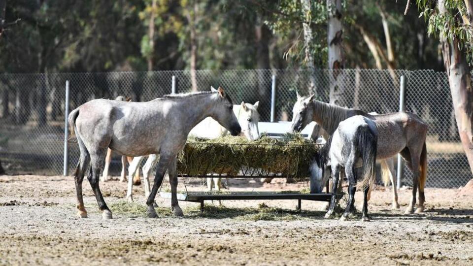 Ruam hastalığı insanlara bulaşır mı?