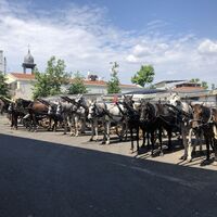 Ruam hastalığı insanlara bulaşır mı?