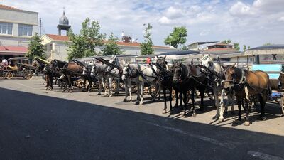 Ruam hastalığı insanlara bulaşır mı?
