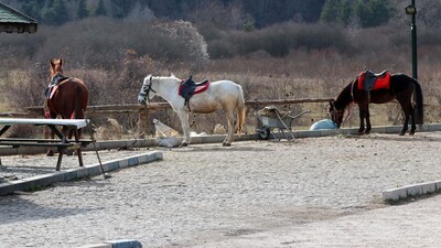 Abant'ta 8 ata ruam karantinası!