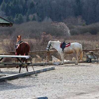 Abant'ta 8 ata ruam karantinası!