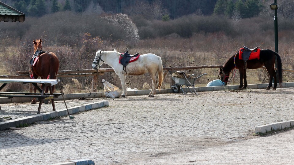 Abant'ta 8 ata ruam karantinası!