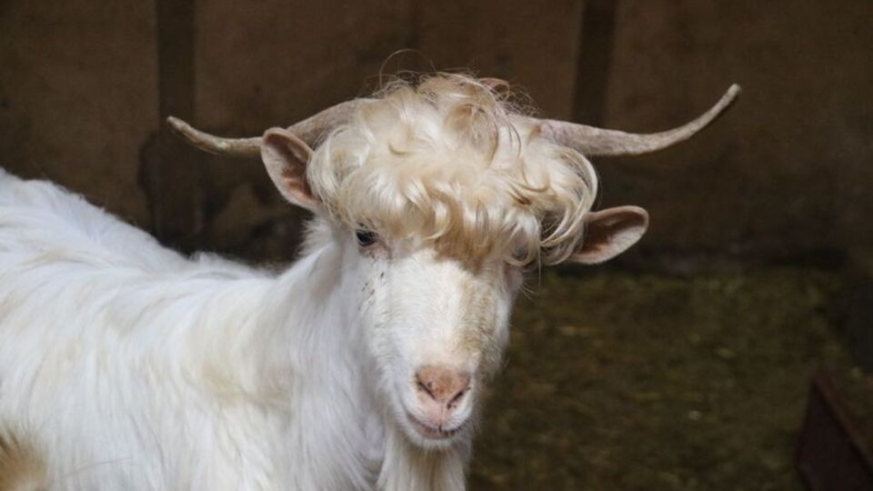 Kuaförden çıkmış gibi!