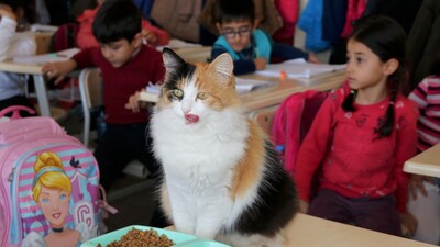 Kedi 'Boziş' okulun maskotu oldu