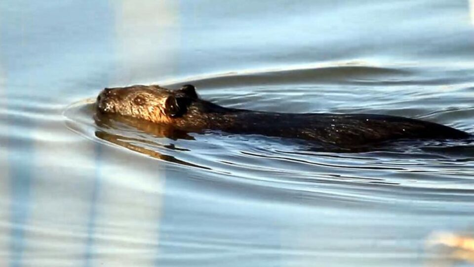 Edirne'de görüntülendi "Kedi gibi ses çıkarıyorlar"