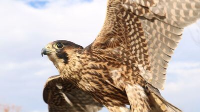 Onun için bir otomobil parası harcadı