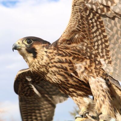 Onun için bir otomobil parası harcadı