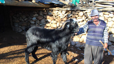 50 yıldır kesmiyor