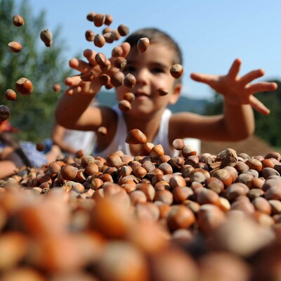 Ferrero'nun başı çocuk işçilerle dertte