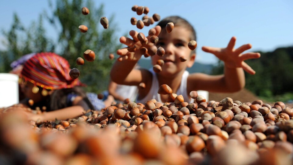 Ferrero'nun başı çocuk işçilerle dertte