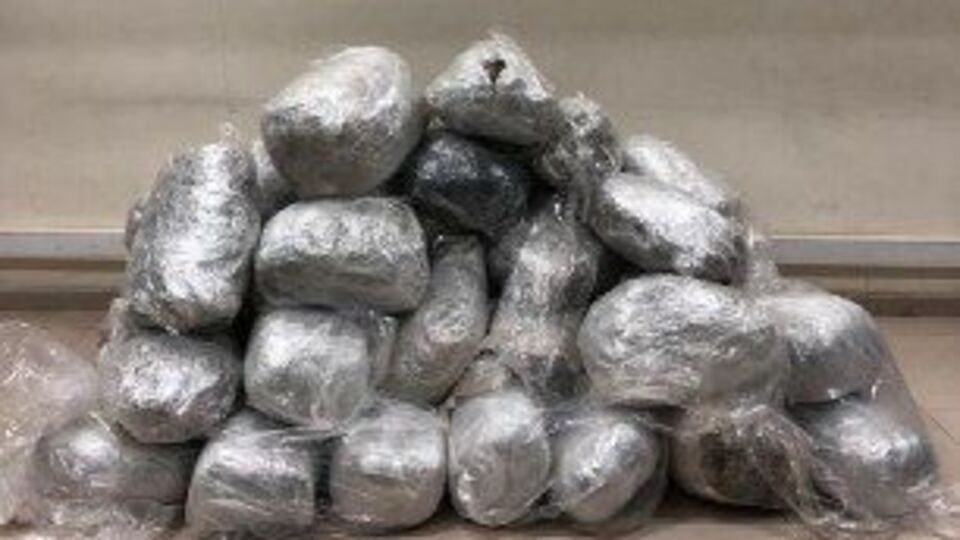 Mısırların arasından çıktı: 221 kilo