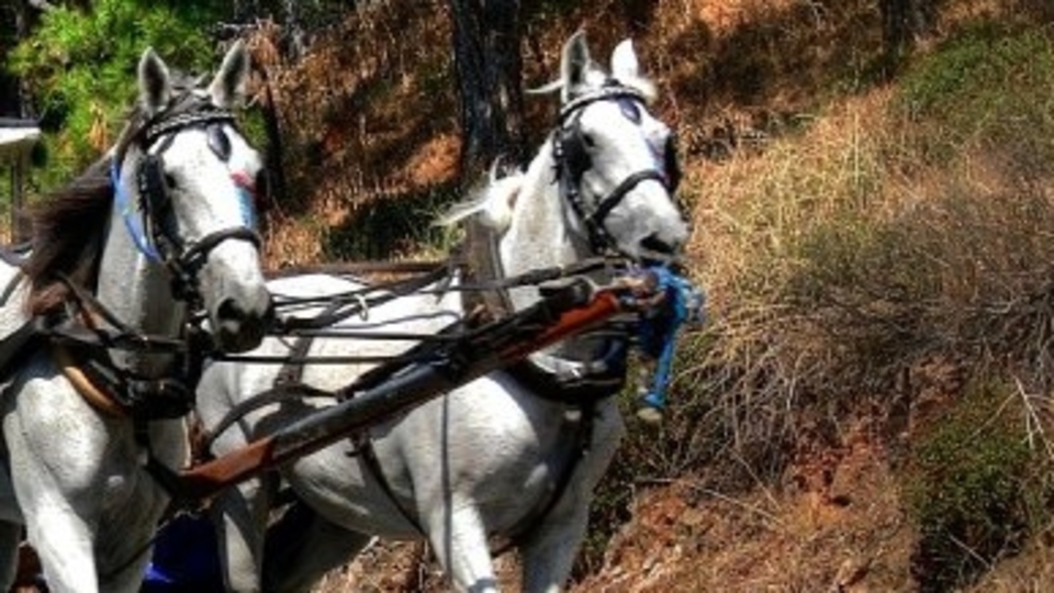 Adalar Kaymakamlığı'ndan yeni hamle!