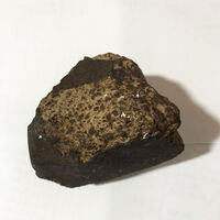 Ceviz ağacı dikerken buldu