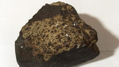 Ceviz ağacı dikerken buldu