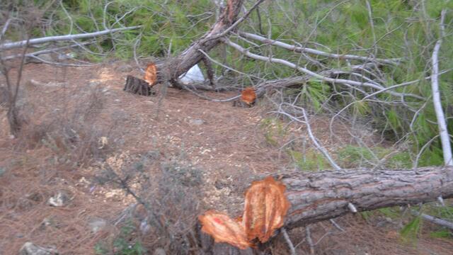 Ağaç katliamcısına kelepçe!