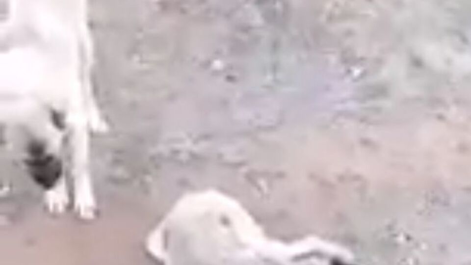 4 gün boyunca böyle bekledi