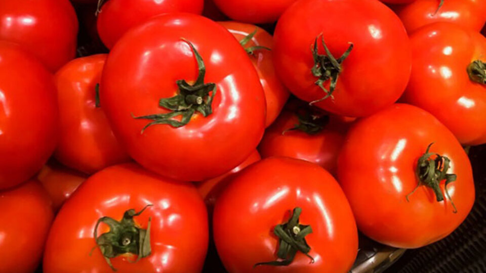 Uzayda bile yetiştirilebilecek!