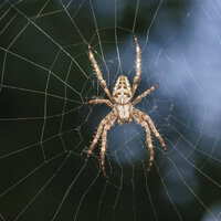 Gördüğünüz an bu belirtiler oluyorsa...