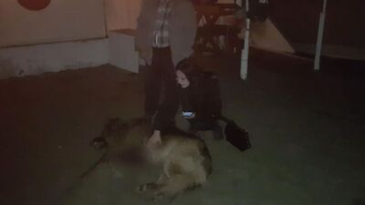 Köpeği öldürülen kadın sinir krizi geçirdi