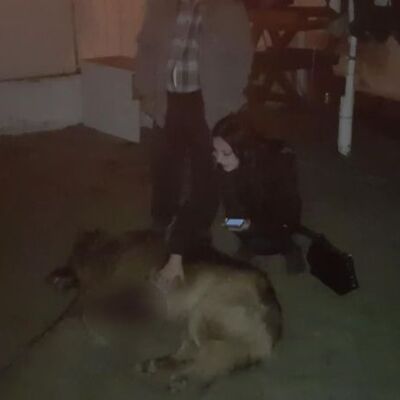Köpeği öldürülen kadın sinir krizi geçirdi