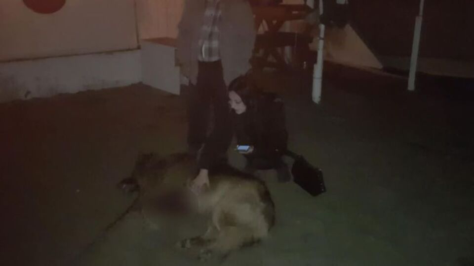 Köpeği öldürülen kadın sinir krizi geçirdi