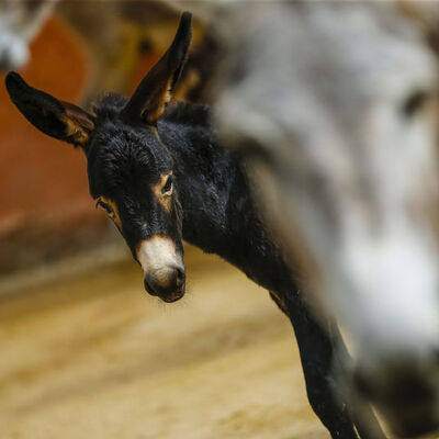 At ve eşekler için yeni dönem!