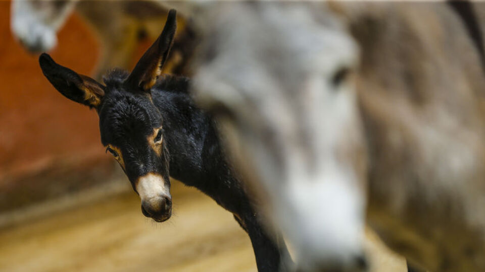 At ve eşekler için yeni dönem!