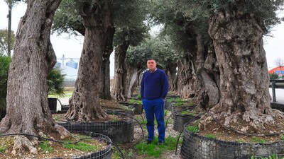 Asırlık ağaçları kurtarıp satıyorlar!