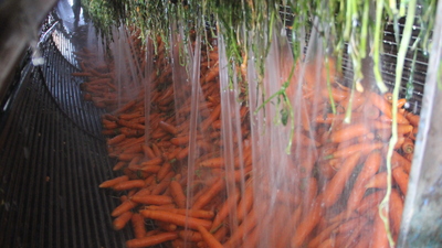 Üreticiler verimden memnun