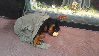 Kaldırımda yatan köpeğin üzerini örttüler