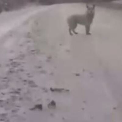 3 aydır bırakıldığı yerde bekliyor! Bunun adı "sadakat!"