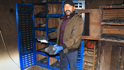 Bunu yapan insan olamaz! Çalamadıkları güvercinleri yaktılar!