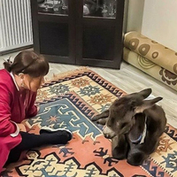 Sahiplendiği sıpaya yalısının kapılarını açtı