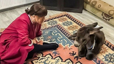 Sahiplendiği sıpaya yalısının kapılarını açtı