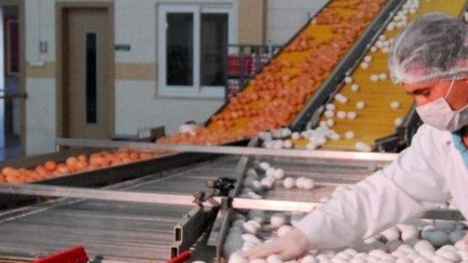 Tavuk yumurtası ve balıkta KDV indirildi