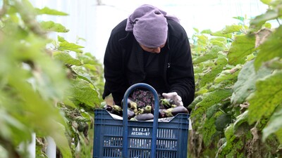Aralık ayının zam şampiyonu patlıcan