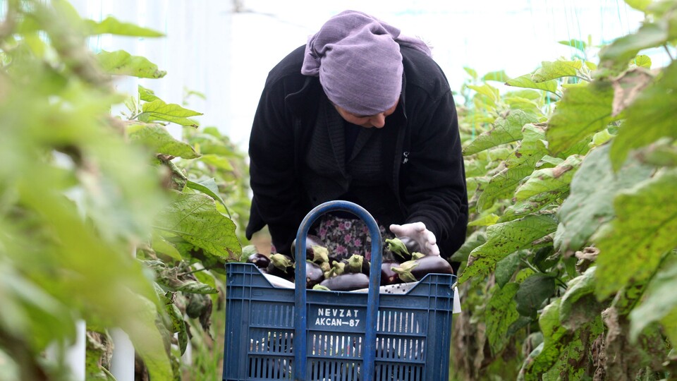Aralık ayının zam şampiyonu patlıcan