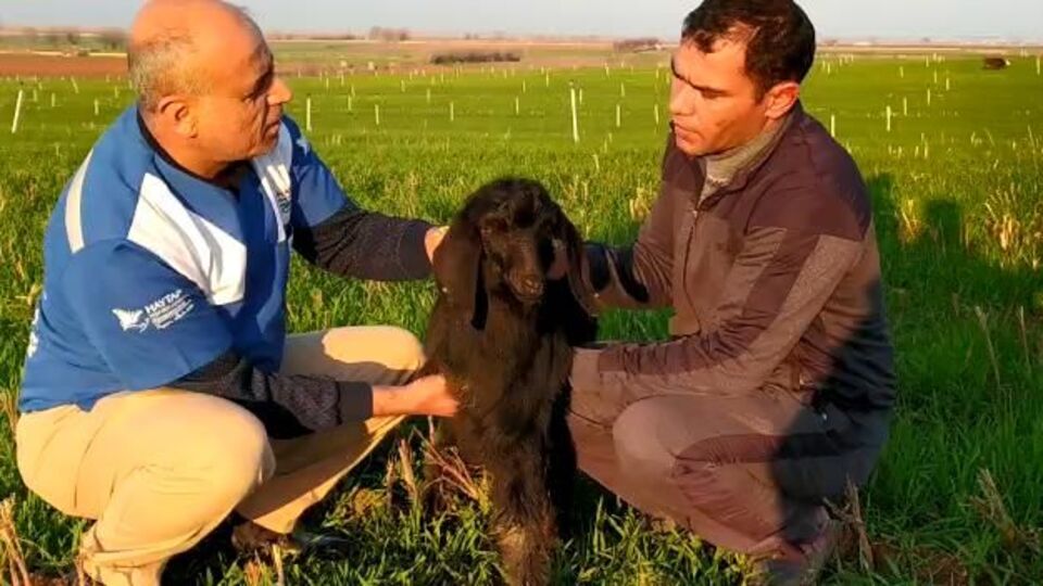 Görenler şaşırıyor! Üç ayaklı...