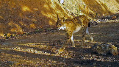 Fotokapanla görüntülendi