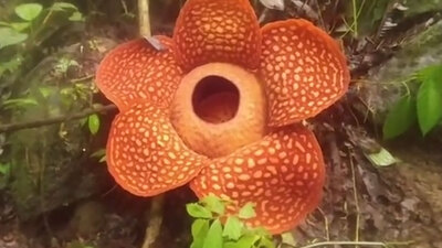 Çürük et kokusu yayıyor! Dünyanın en büyüğü