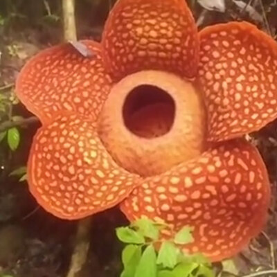 Çürük et kokusu yayıyor! Dünyanın en büyüğü