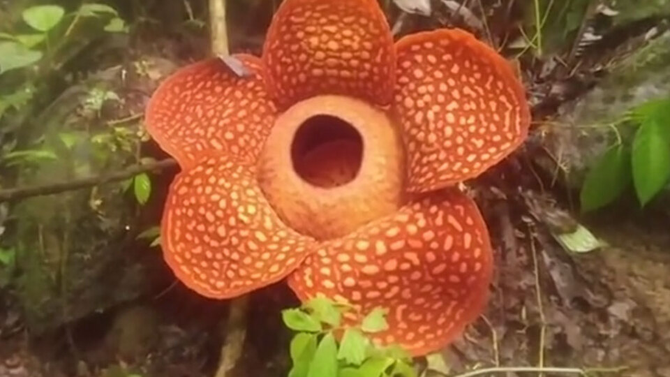 Çürük et kokusu yayıyor! Dünyanın en büyüğü