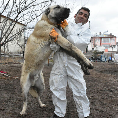 Boyu 2 metreye ulaştı... Paha biçemiyor!