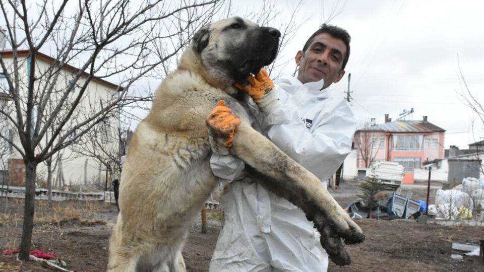 Boyu 2 metreye ulaştı... Paha biçemiyor!