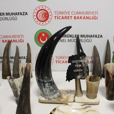 Bufalo boynuzu operasyonu!