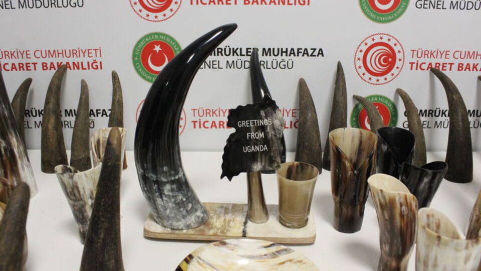 Bufalo boynuzu operasyonu!