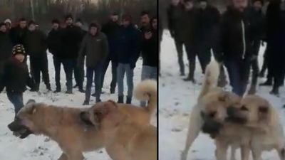 Vahşeti çocuklarıyla izlediler!